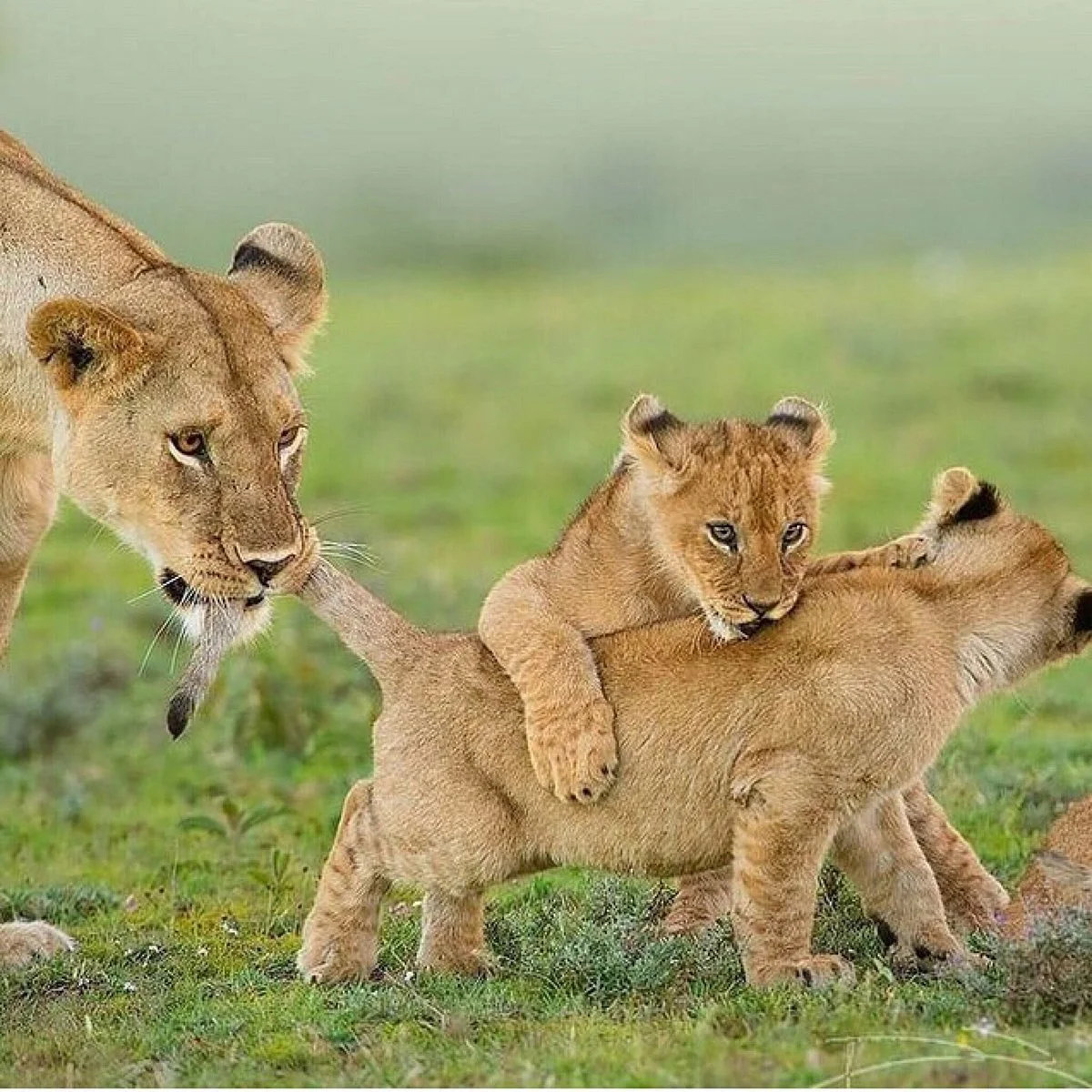Arusha Tanzania
