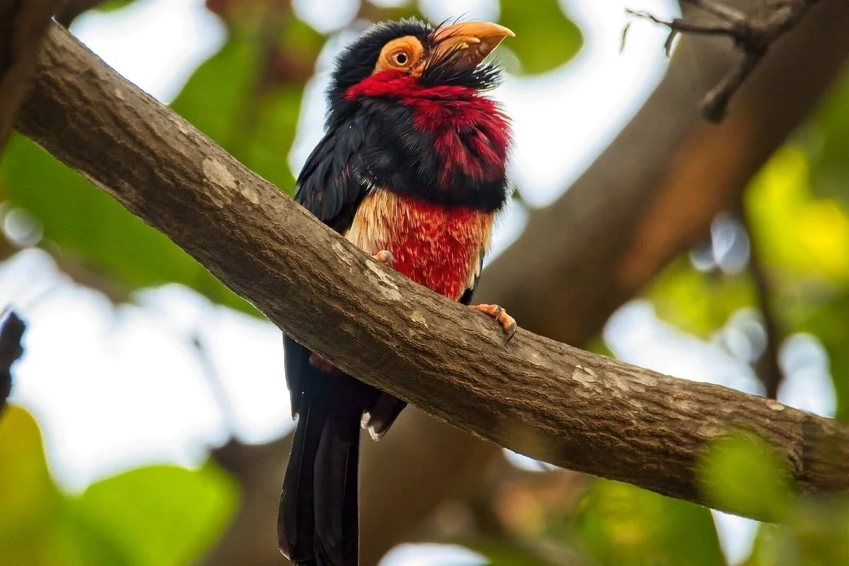 Gambia Birdwatching Tours