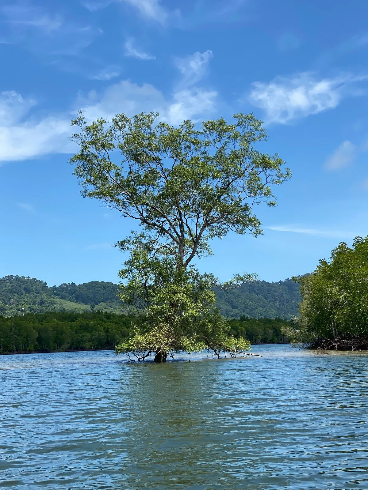 Thung Yee Pheng Mangrove Forest