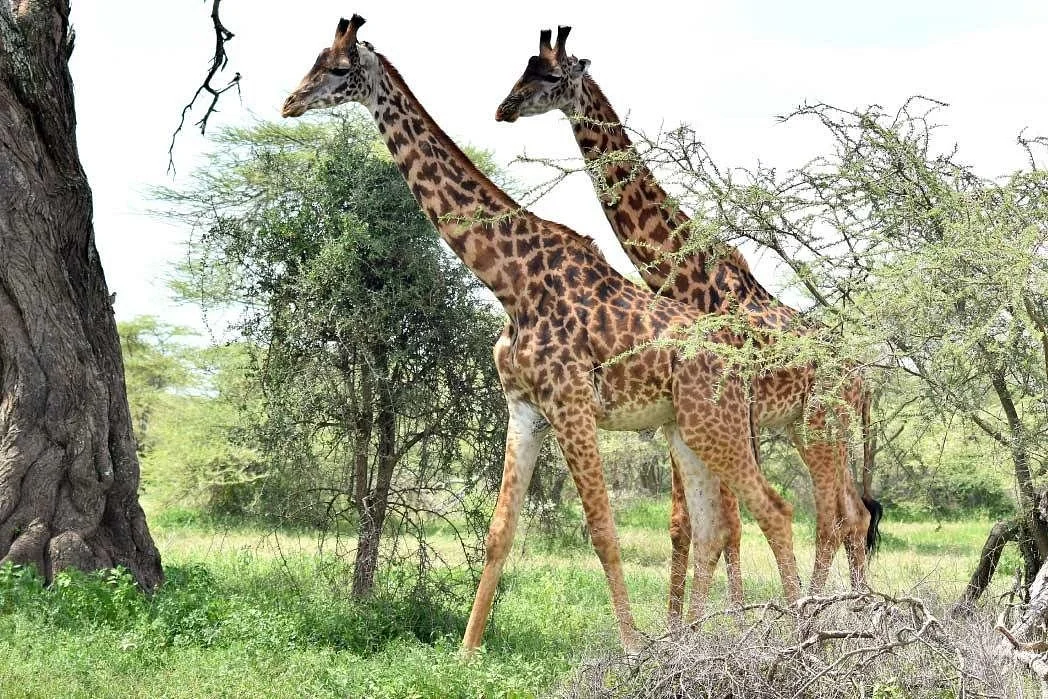 Mushaz Safaris