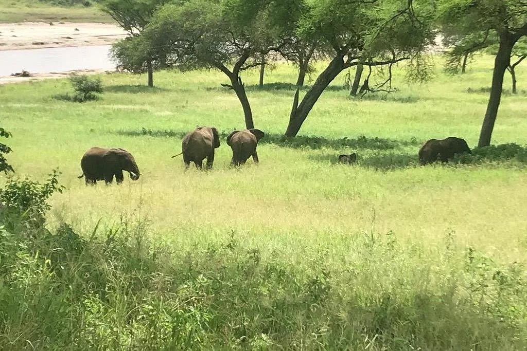Dazzling Tanzania Adventures