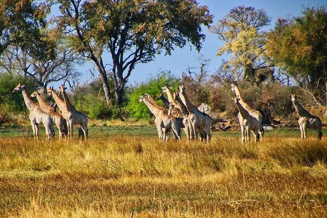 Crocodile Tears Safaris