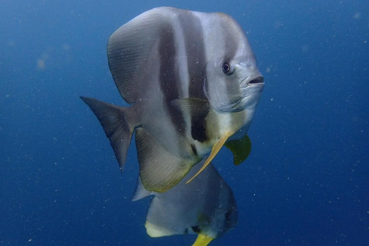 Aqua Ventures Diving