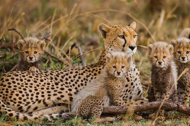 OutbackAfrica