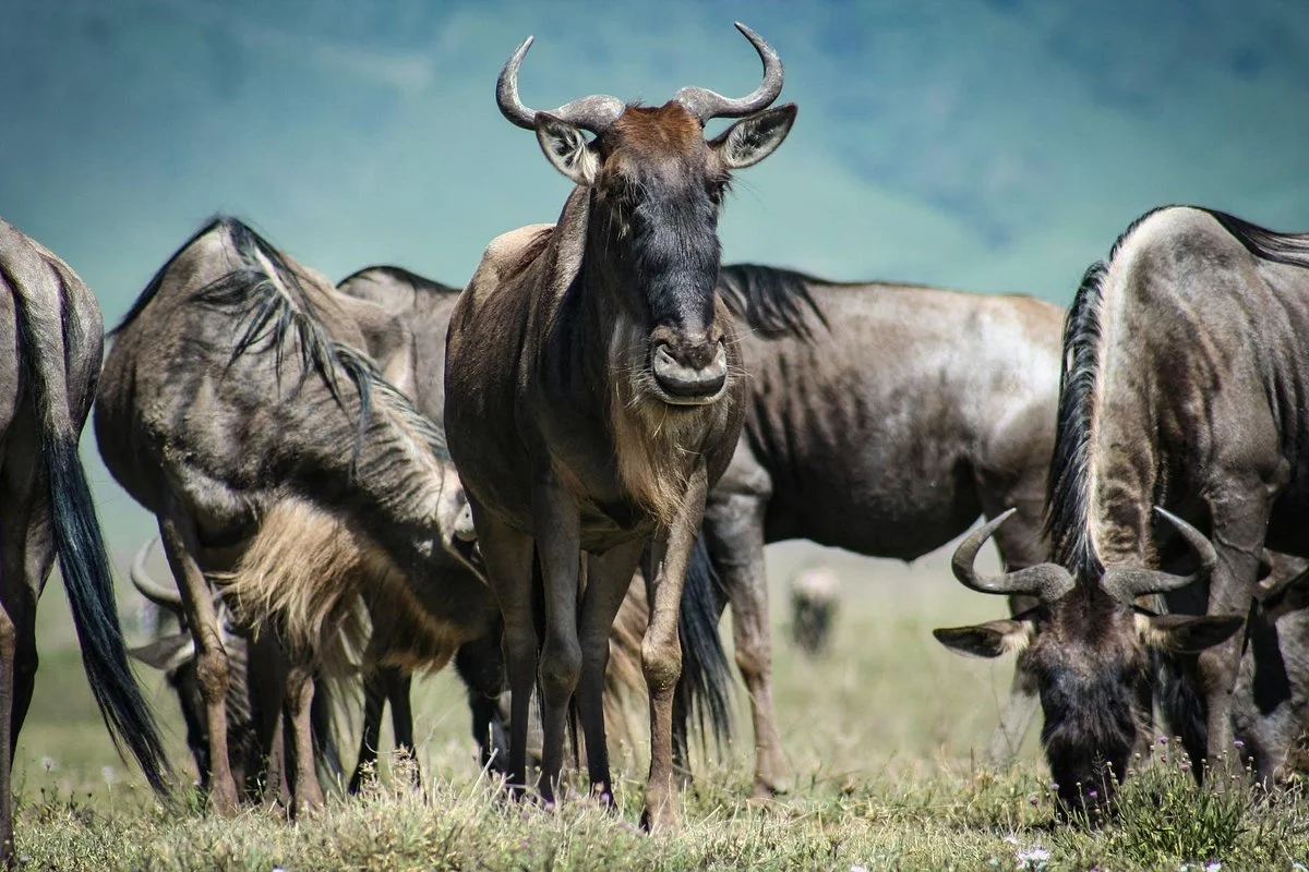 A Day In Kenya Travel
