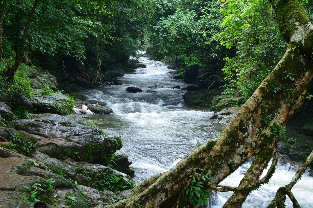 Roots Bridges