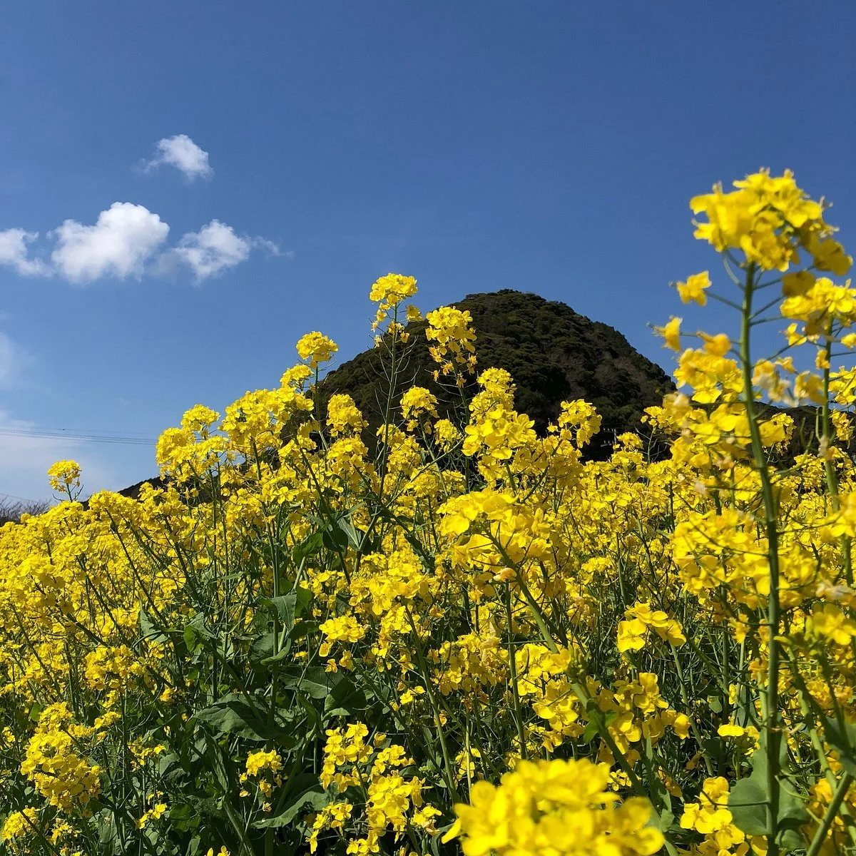 Hino Broccolini Garden