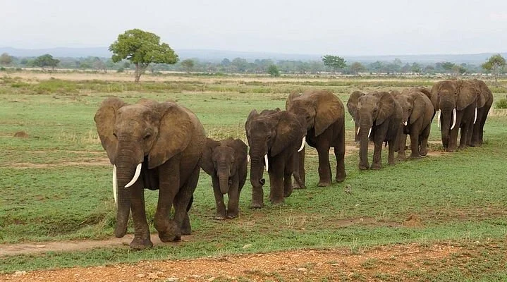 Safari Solutions