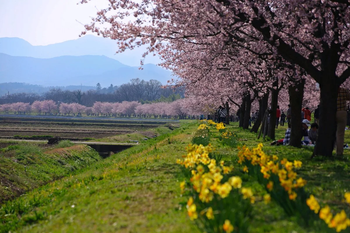 Kitaasaba Sakurazutsumi Park