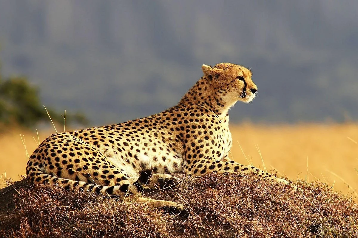12 Leo Safaris Ltd