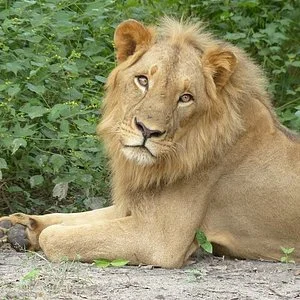 Gambia Local Tours