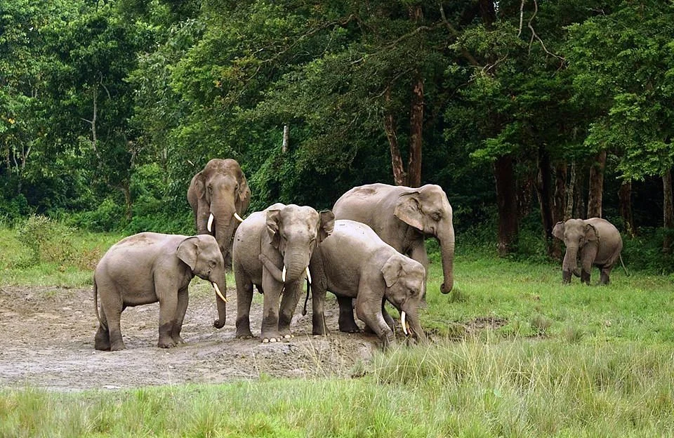 Jaldapara National Park