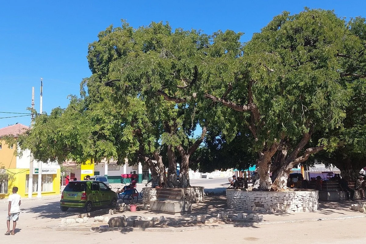 Ankilisoafilira , Arbre à palabre