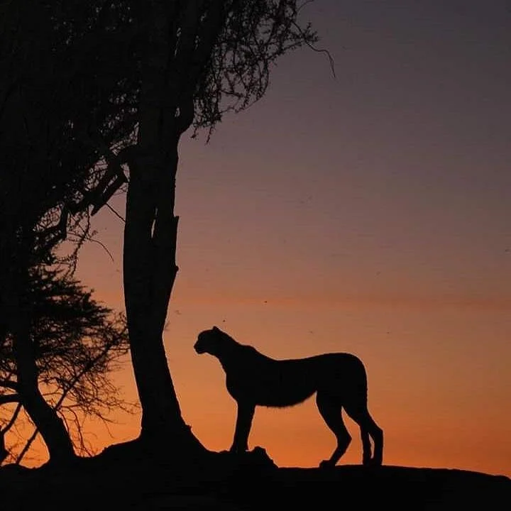 Beyond borders safaris
