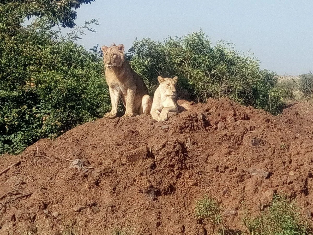 Mara Adventure Safaris - Day Tours