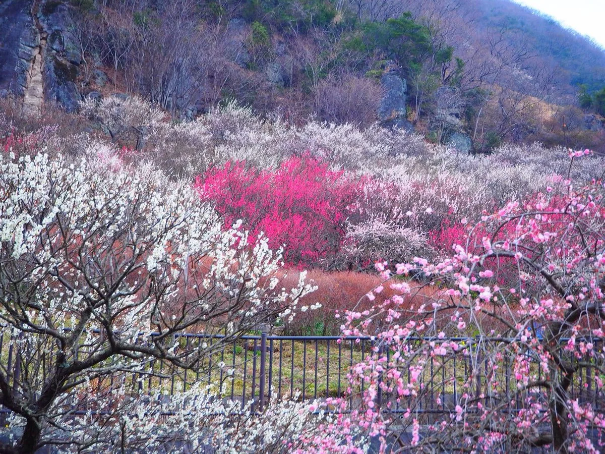 Makuyama Park