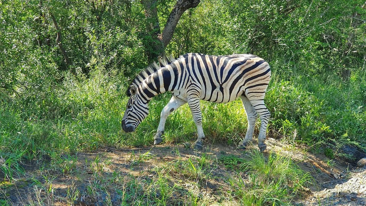 Discovering Africa Safaris