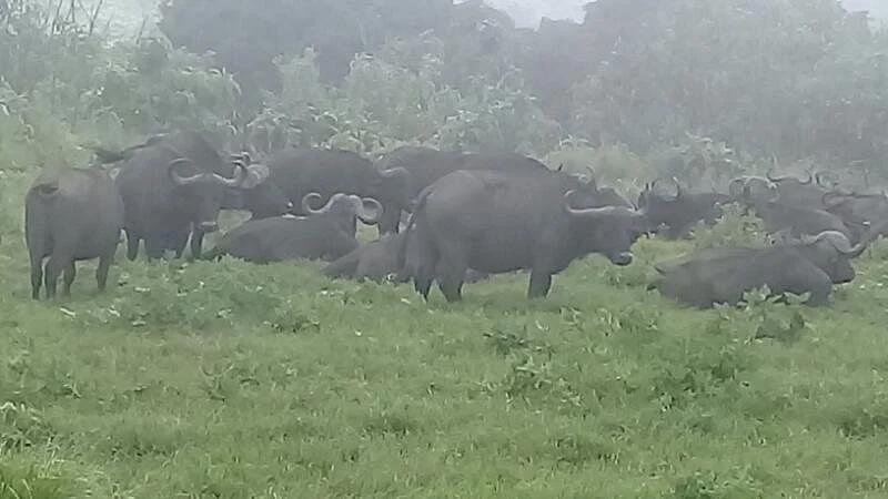 EpicTanzania Safaris
