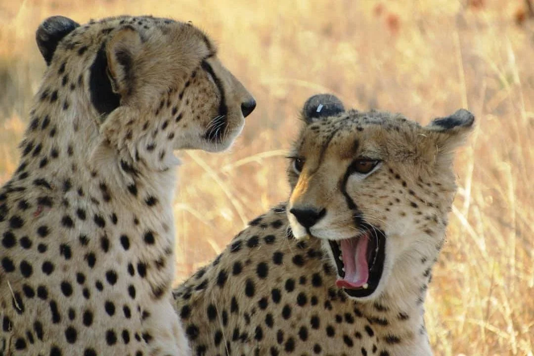 Bush Lullabies Safaris