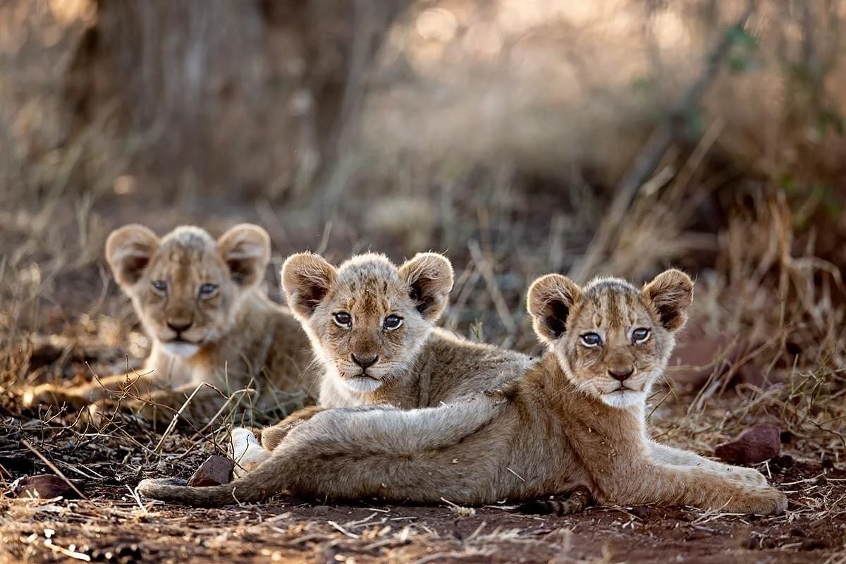 Bush African Land Safaris