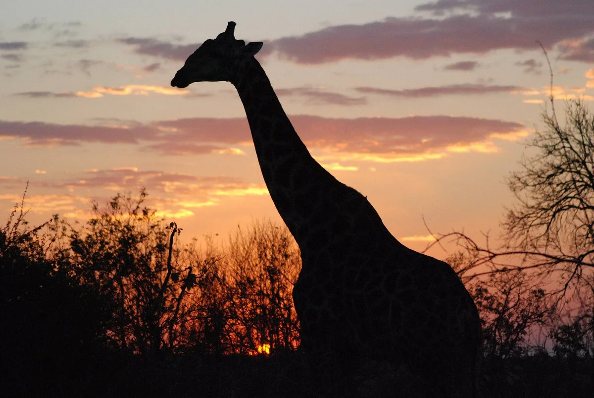 Tutwa Safaris