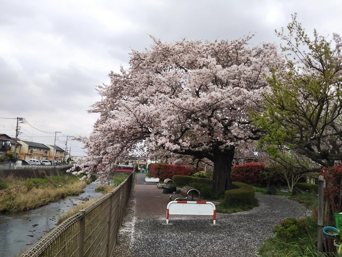 Sakai River
