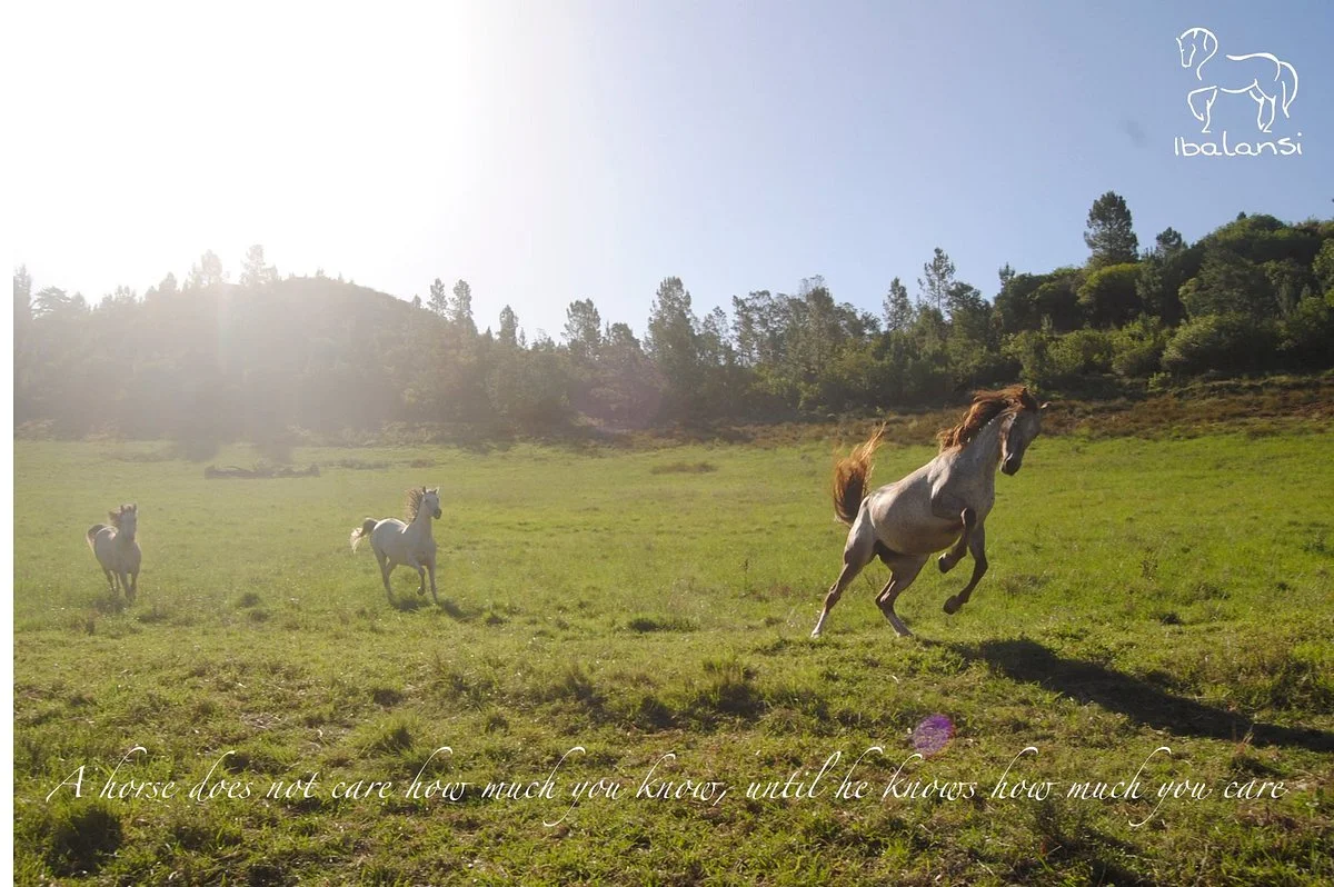 Ibalansi Horse Center