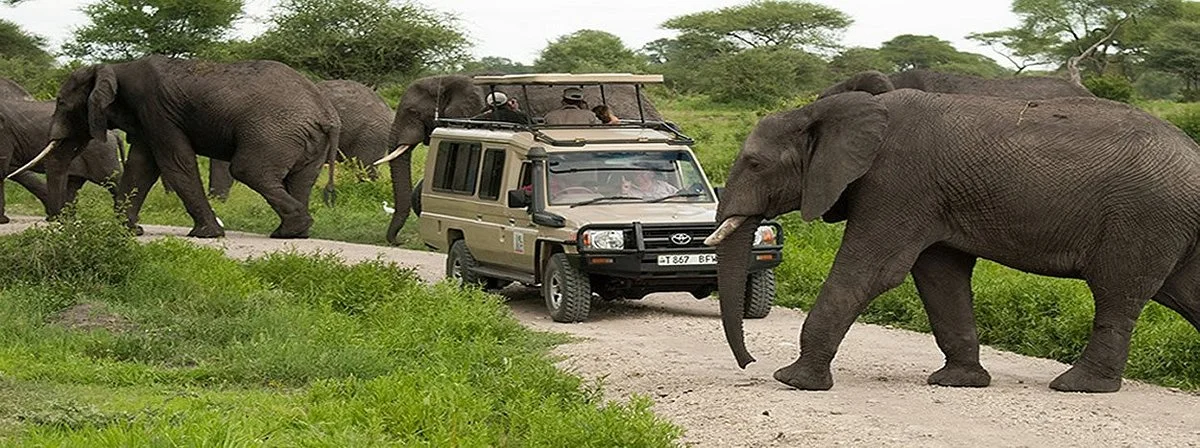 Beauty of Africa Safaris