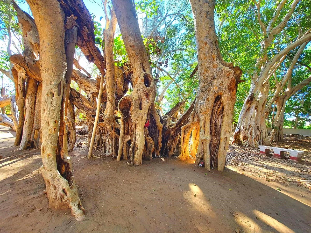 The Sacred Tree of Miary