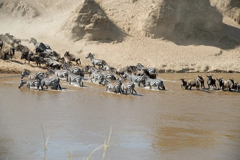Ajubatus Safaris
