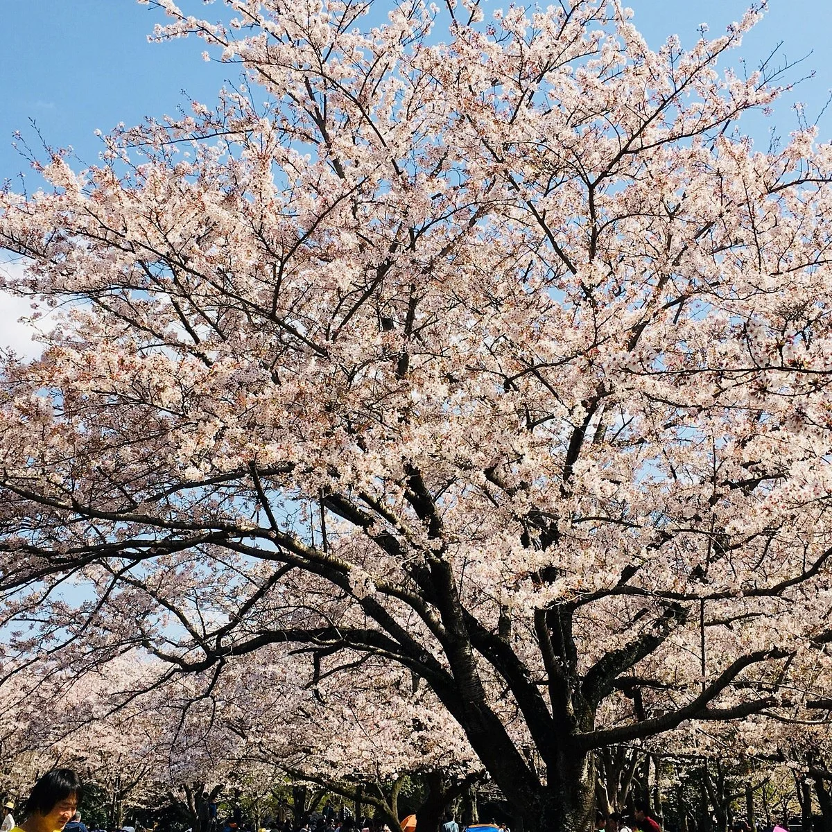 Aobanomori Park