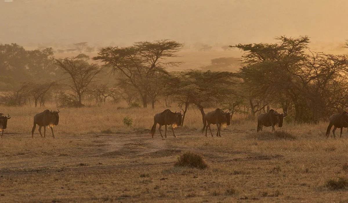 Raptor Safari and Tours