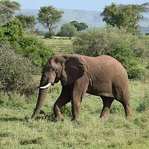 Nuacas