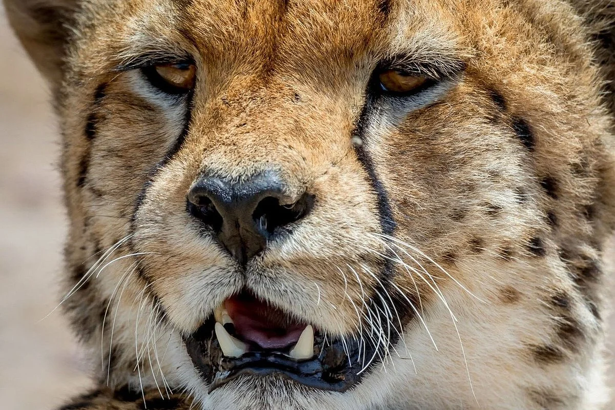 WEE SAFARI & TOURS