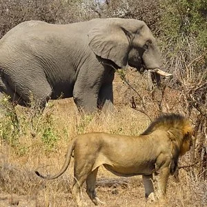 Muzi Safari Tours
