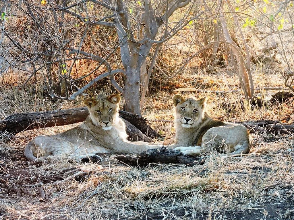 Cheno Travel & Safari Tour