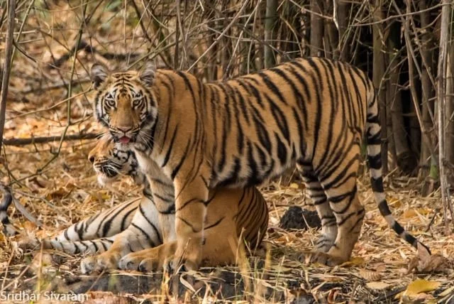 Tipeshwar Wildlife Sanctuary