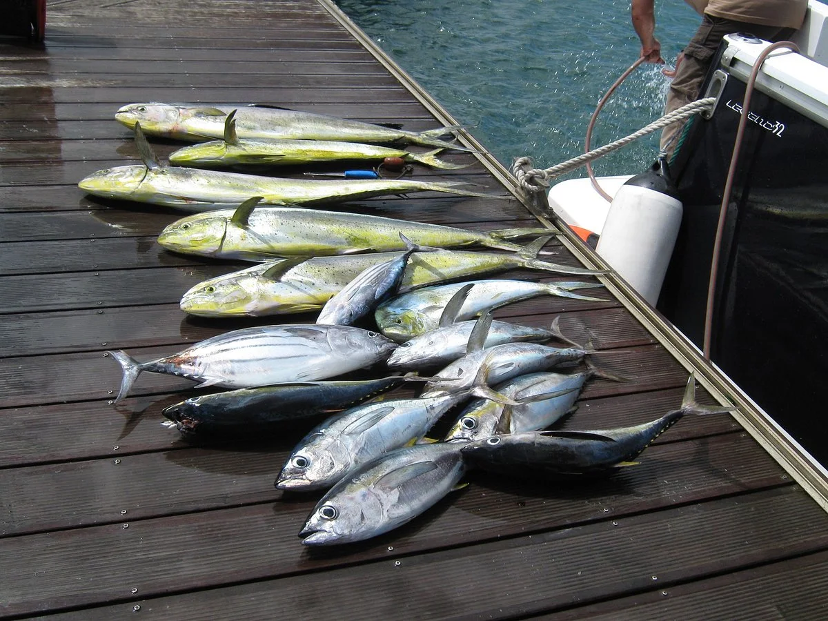 Pêche au Gros Réunion