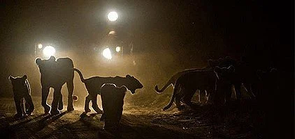 Kruger National Park Night Drive