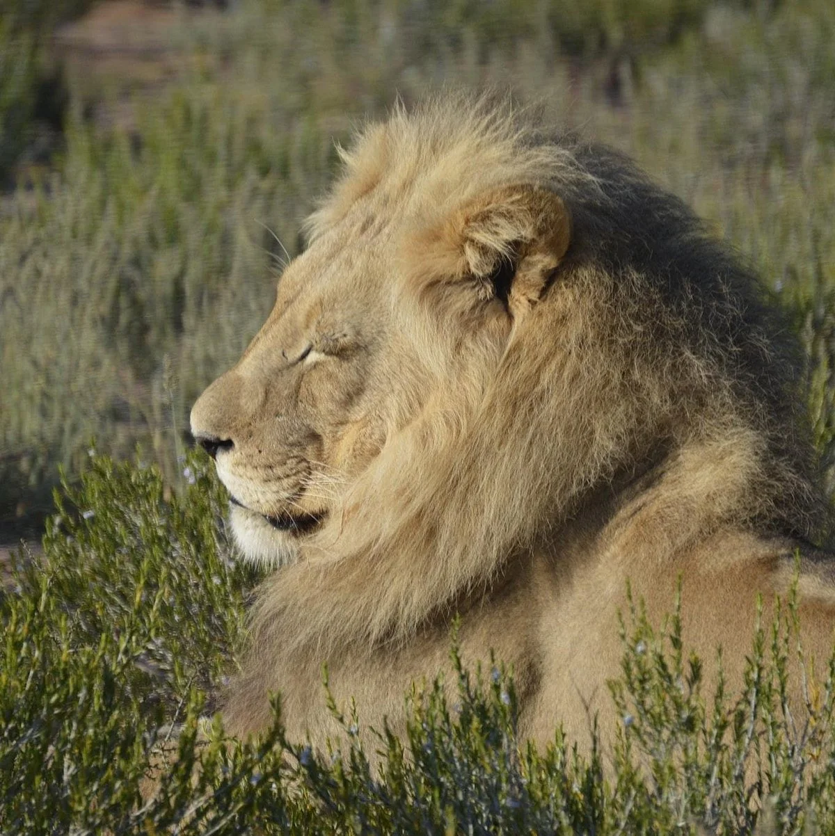 Andre Van Der Merwe