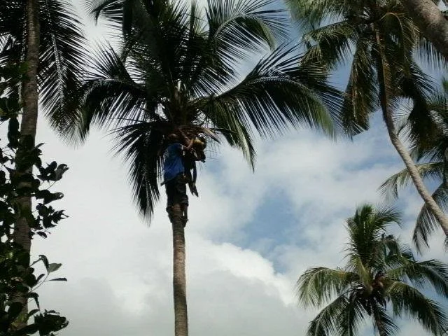 Zanzibar Coconut Tours