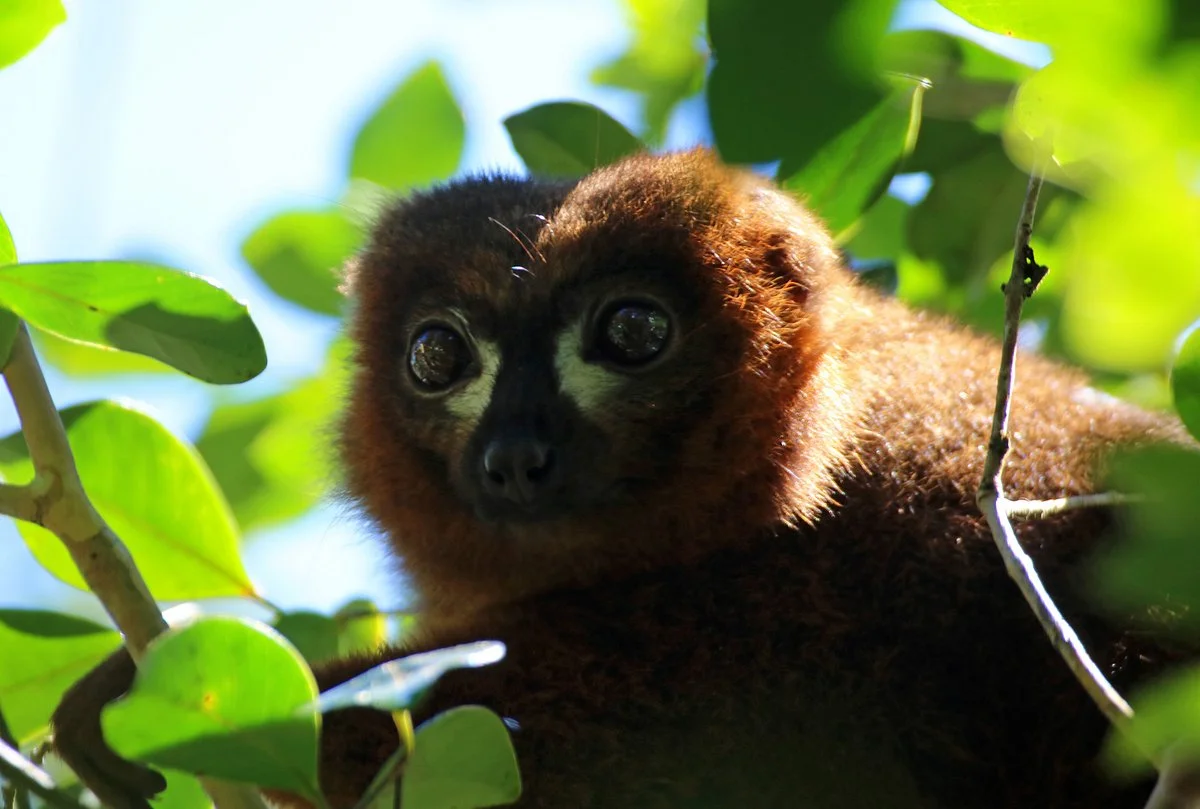 Madagascar Northeast Tour