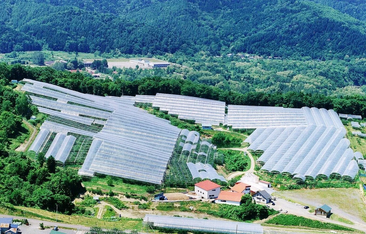 Ohashi Cherry Farm