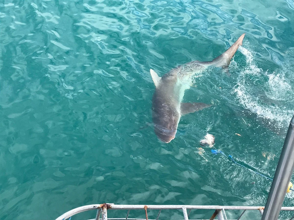 Shark Bookings-  Day Tour