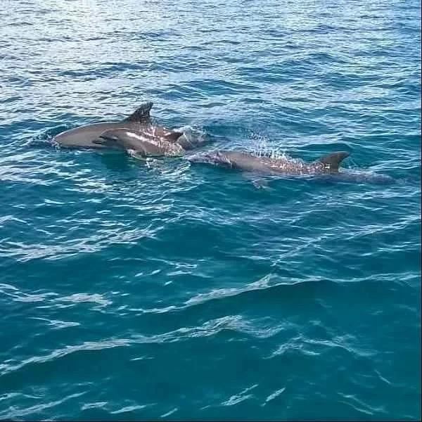 Zanzibar Dolphin Tours