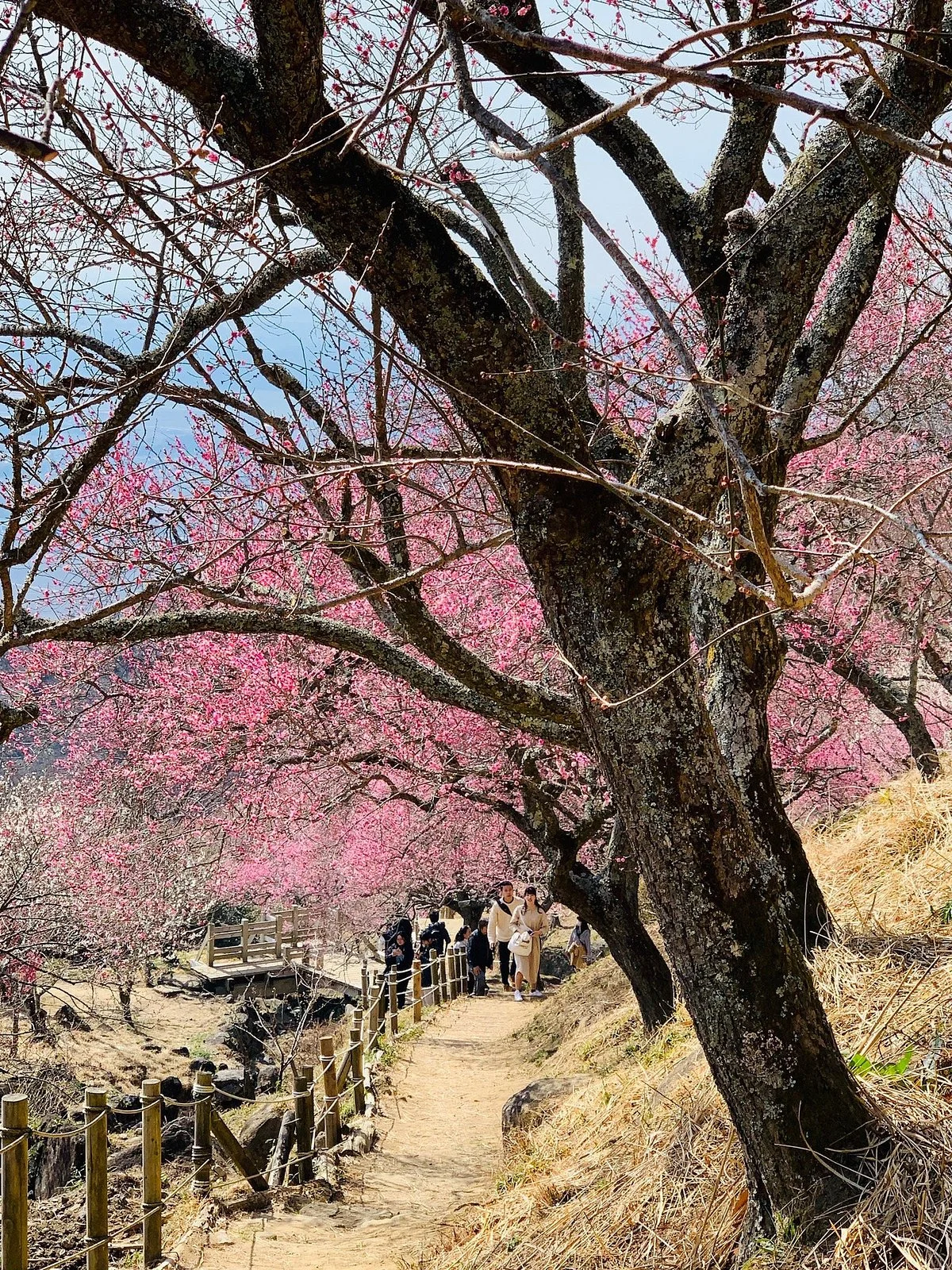 Mt. Tsukuba Ume Blossom Matsuri