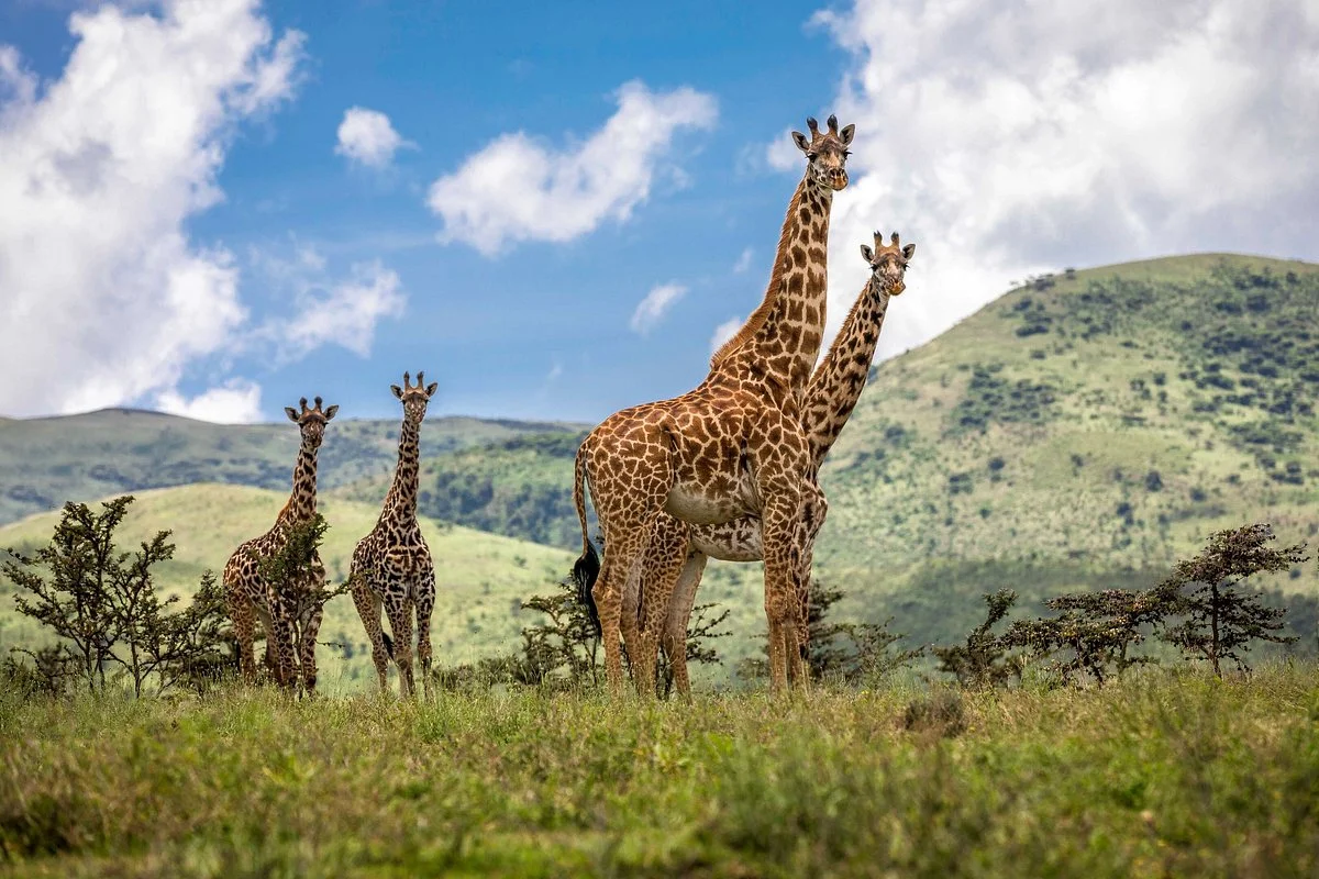 makanjanja safari