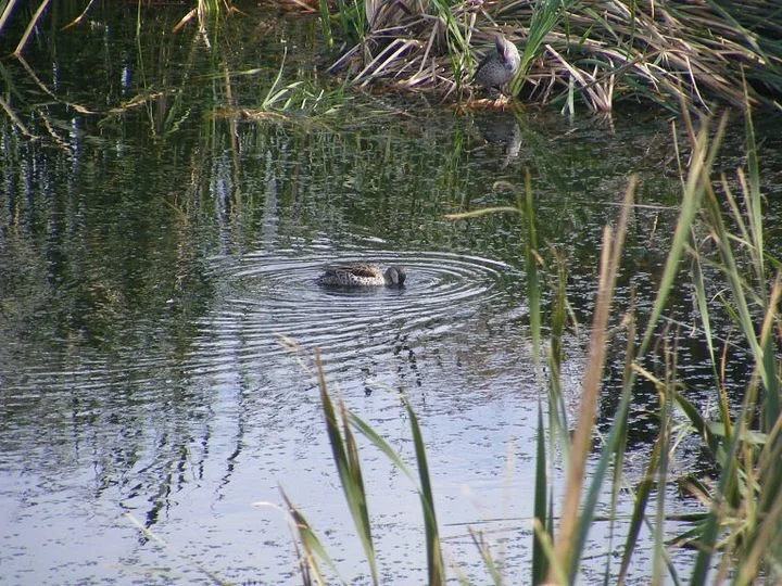 Gonubie Mouth Bird Sanctuary