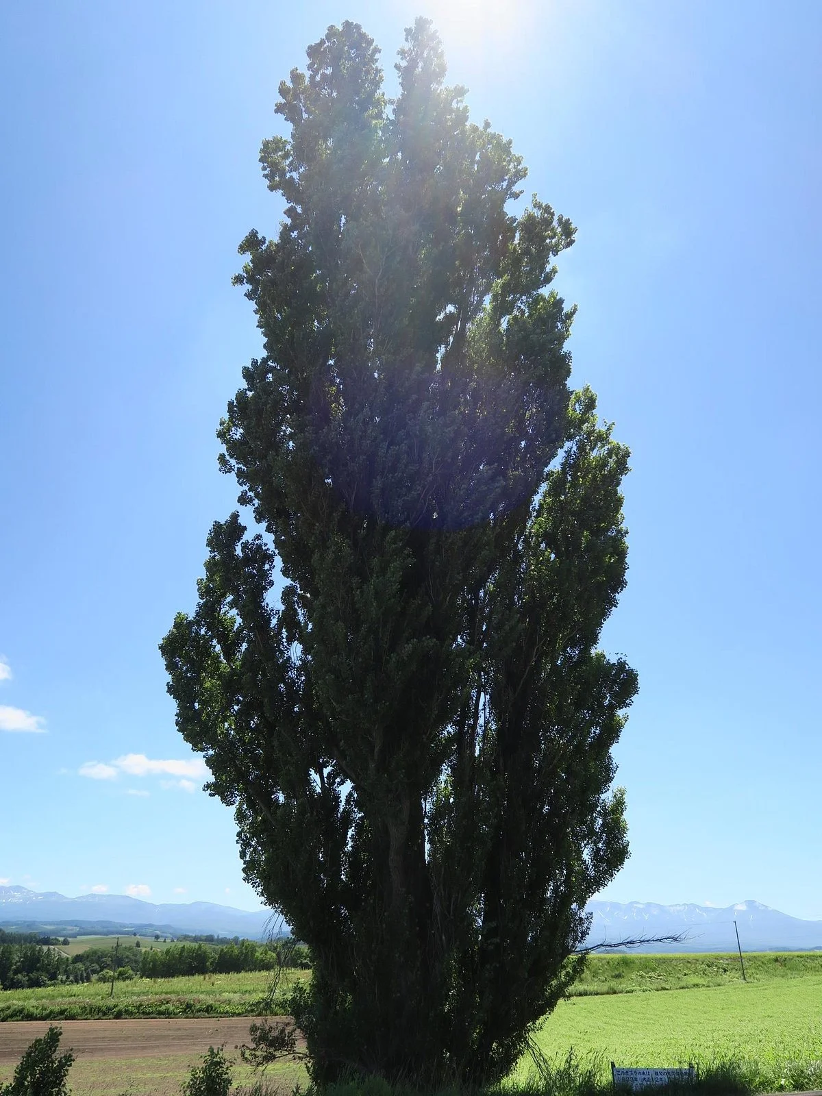 Ken & Mary Tree