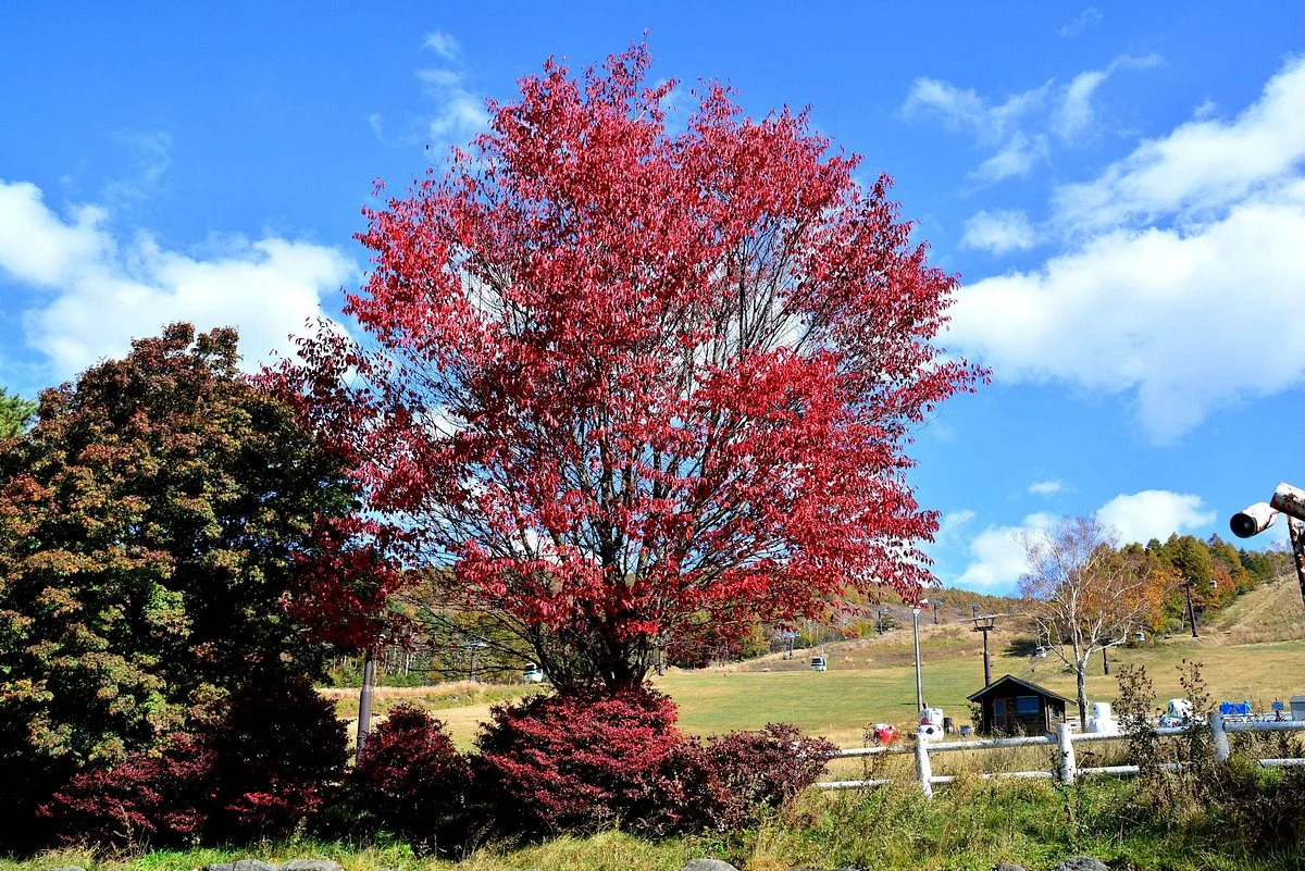 Tateshina Ranch